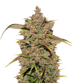 1723977702090.png 1723977702090.png