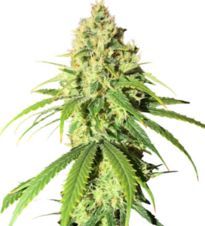 1724062836617.png 1724062836617.png