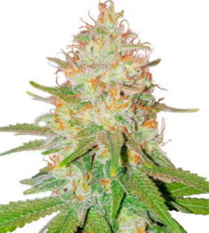 floridasunrise.png floridasunrise.png