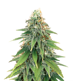 1724314147461.png 1724314147461.png