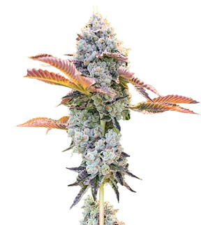 1724314353733.png 1724314353733.png