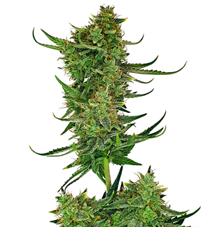 1724314407302.png 1724314407302.png