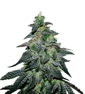 1724324656225.png 1724324656225.png