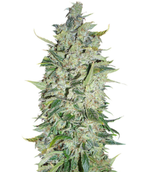 1724324660462.png 1724324660462.png