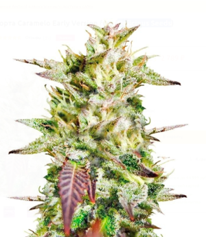 1724344901956.png 1724344901956.png