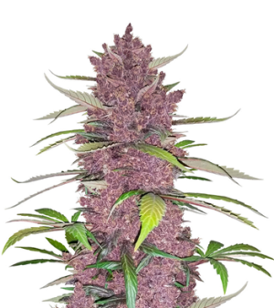 1724344936892.png 1724344936892.png