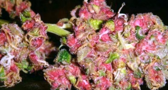 1724346131103.png 1724346131103.png