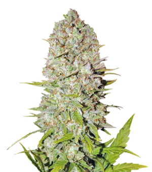 1724838171868.png 1724838171868.png