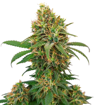 1724838489641.png 1724838489641.png