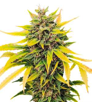 1725259576112.png 1725259576112.png