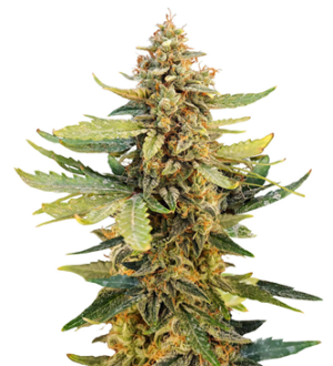 1725259583923.png 1725259583923.png