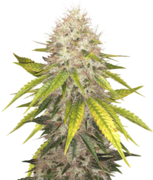 1725350825728.png 1725350825728.png