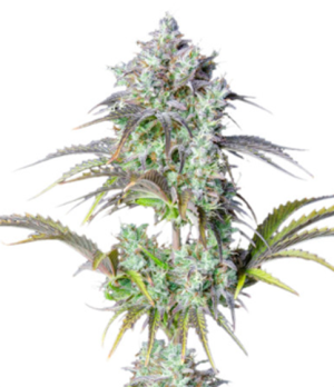 1725350829361.png 1725350829361.png