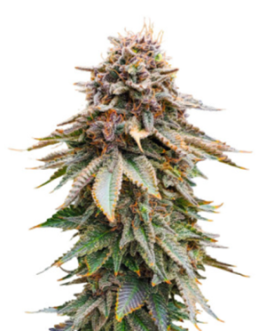 1725350833080.png 1725350833080.png