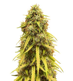 1725352740303.png 1725352740303.png