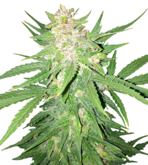 1725440472055.png 1725440472055.png