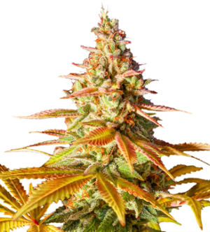 1725448904278.png 1725448904278.png