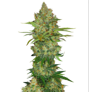 1725452630363.png 1725452630363.png