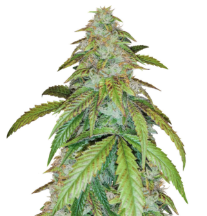 1725452667200.png 1725452667200.png