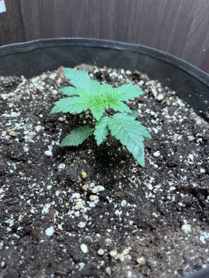 IMG_5264.jpeg IMG_5264.jpeg