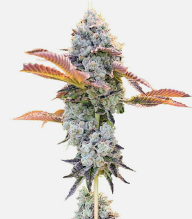 bay burger.png bay burger.png