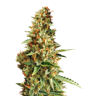 1725557596373.png 1725557596373.png