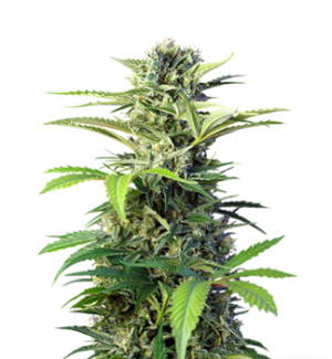 1725807127622.png 1725807127622.png