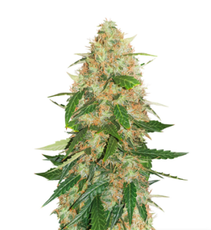 1725996103577.png 1725996103577.png