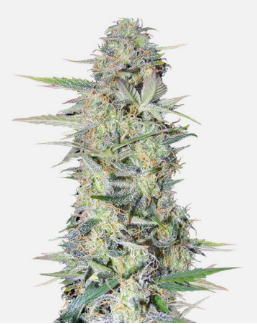 1726049927214.png 1726049927214.png