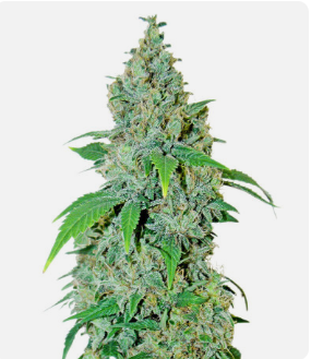 1726139458975.png 1726139458975.png