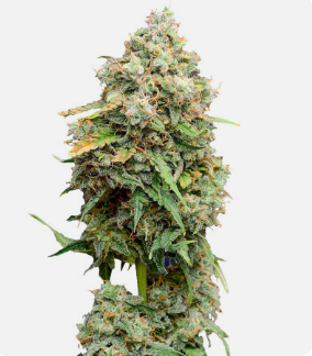 1726139534718.png 1726139534718.png