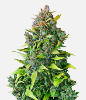 1726226113589.png 1726226113589.png