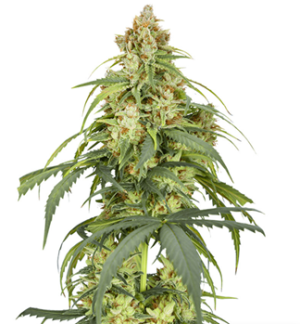 1726559025204.png 1726559025204.png