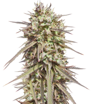 1726597557849.png 1726597557849.png