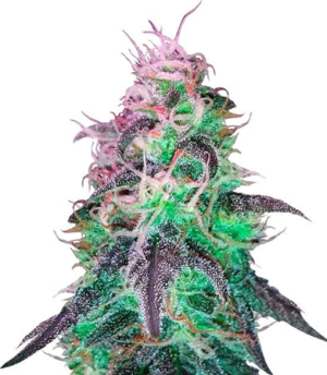 1726597564785.png 1726597564785.png