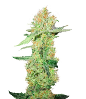 1726650839909.png 1726650839909.png