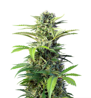 1726650847345.png 1726650847345.png