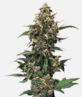 1726656366508.png 1726656366508.png