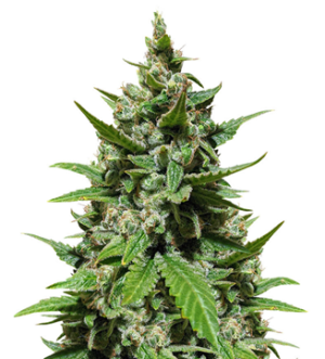 1726669864627.png 1726669864627.png