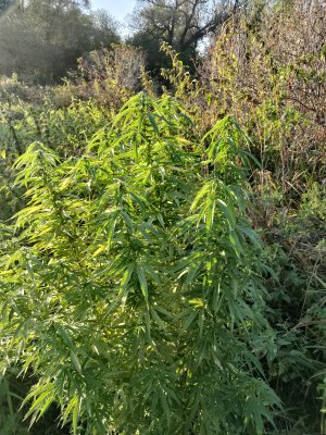 IMG_20240919_174239.jpg IMG_20240919_174239.jpg