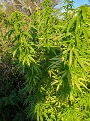 IMG_20240919_174151.jpg IMG_20240919_174151.jpg