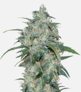 1726751871778.png 1726751871778.png