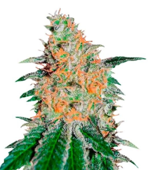 1726923206951.png 1726923206951.png