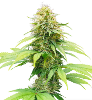 1727112818587.png 1727112818587.png