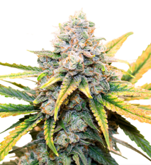 1727112826071.png 1727112826071.png