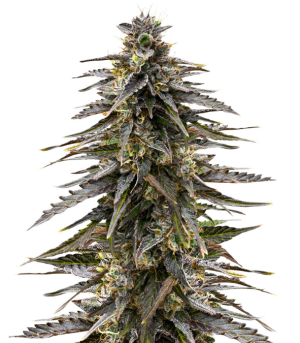 moonshine cookies.png