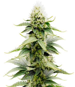 miracle alien cookies.png miracle alien cookies.png