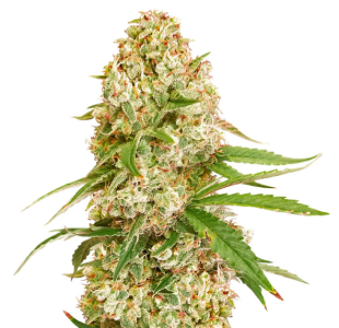 1727114320545.png 1727114320545.png