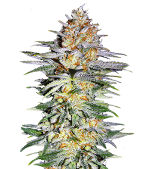 1727200022238.png 1727200022238.png