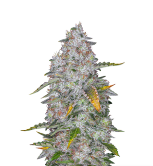 1727200026092.png 1727200026092.png